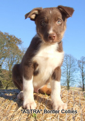 Red tricolour male, Medium coat, border collie puppy
